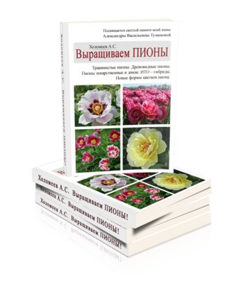 Выращиваем  ПИОНЫ.